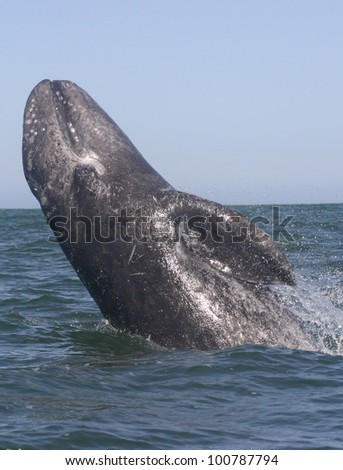 In a lagoon sanctuary of Baja, Mexico, a young Gray Whale, jumps out of the water, in a move known as breaching