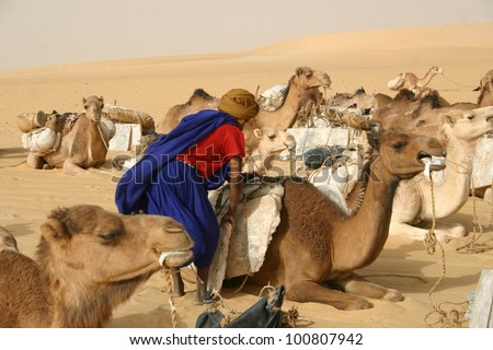 A berber nomad of the Tuareg tribe unloads salt from his camel during a rest stop for their caravan in Mali Africa.