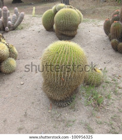 giant barrel cactus hold gallons of water at the Catalina island botanical gardens of California