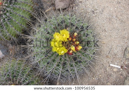 a small barrel cactus sends its yellow flower skyward at the Catalina Island botanical gardens in California