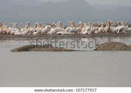 At Lake Chamo in Ethiopia, flocks of white pelicans live side by side in a symbiotic relationship with local crocodiles.