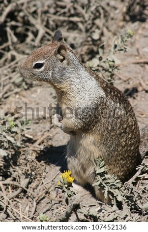 a common ground squirrel looks for food in iceplant of californias, coast