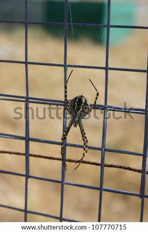 A large unidentified poisonous spider makes its way along a fence on Catalina Island off the California coast