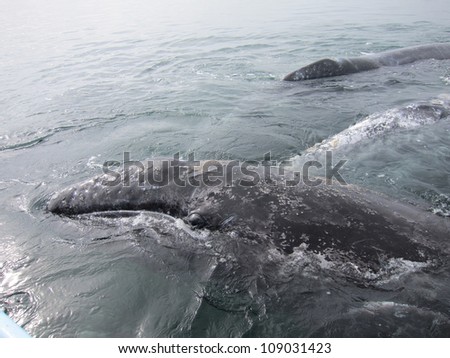 A baby Gray Whale climbs on its mother to rest in a lagoon in Baja, Mexico.