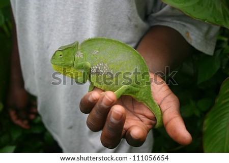 A green  African tree lizard is as docile an animal as can be found on the continent