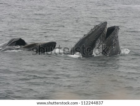 A pod of two two humpback whales show their baleen as the lunge feed off the California coast.