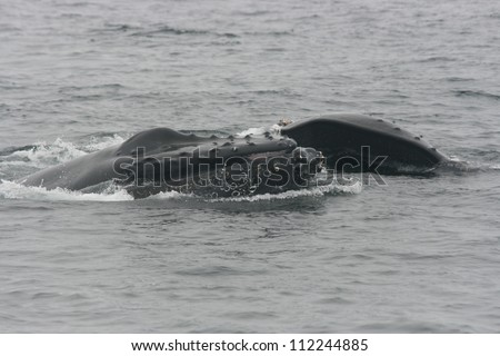 A  pod of two Humpback whales is lunge feeding off the coast of California,