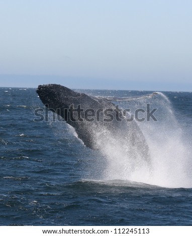 An acrobatic Humpback whale lunges using its powerful pectoral fins off the California, coast.