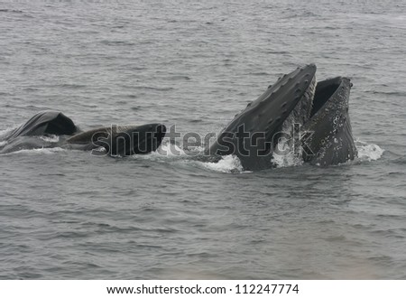 A pod of two Humpback whales show off their baleen as they lunge feed off the California coast.