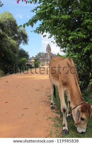 A cow, considered sacred in the jungles of Cambodia grazes n the dirt path to a remote jungle temple.