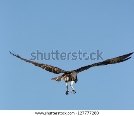 An Osprey, also called a sea eagle, takes flight over a bird sanctuary lagoon in Baja Mexico
