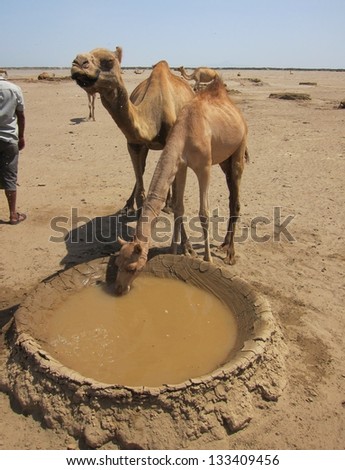 Two thirsty camels drink from a well in the desert of Ethiopia