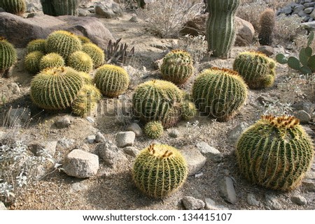 Barrel cactus store water for times of drought in the California desert