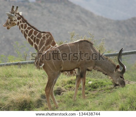 A Girafffe and greater Kudu seem to merge as one animal at a game park in the desert