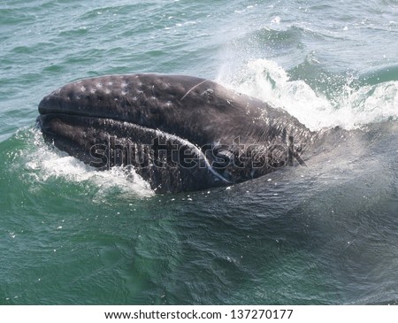 Baby Gray whale swimming in a sanctuary lagoon in Baja, Mexico