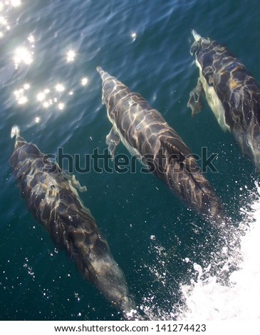A pod of common dolphin surf on a boat wake in a lagoon in Mexico