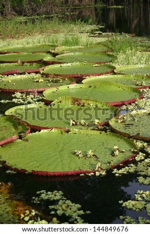 Giant water lilies grow to six feet across and hold the weight of a man on the Amazon river in the Peruvian rain forest