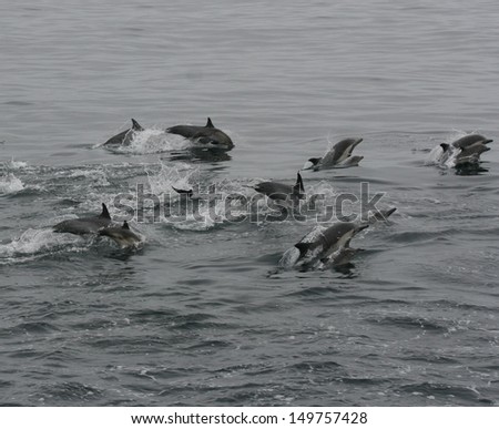 A nursery pod of common dolphin jumps near Santa Cruz island in California