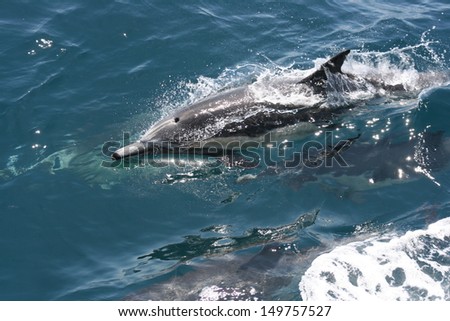 A pair of common dolphin run on the waters surface while hunting