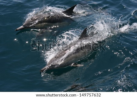 Two common dolphin race on the surface looking for fish