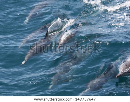 A pod of eight common dolphin swim just below the oceans surface while hunting