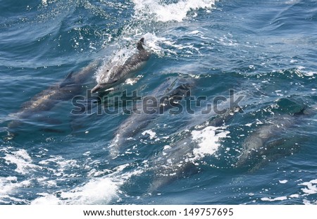 A pod of common dolphin hunts together on the ocean surface