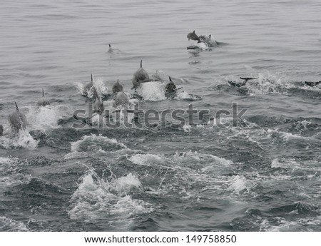 A nursery pod of common dolphin mothers with babies swims together for safety