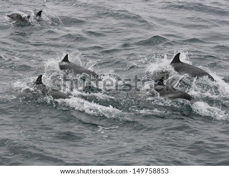 A pod of common dolphin swims in synch while sleeping as they travel