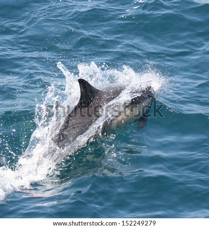 A common dolphin makes a wave at it jumps before diving