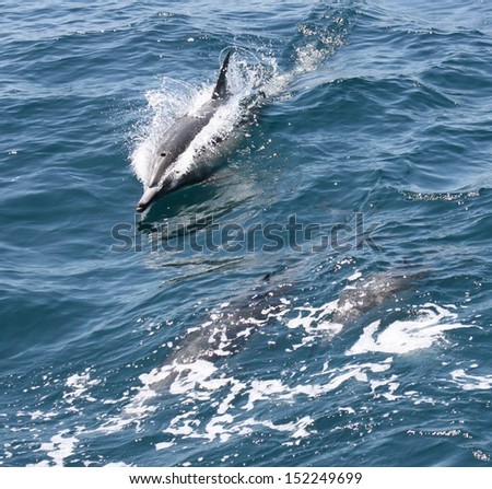 two common dolphin break the surface as they swim together