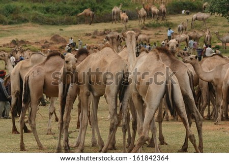 Open air camel markets, selling wild camels, are a common sight throughout much of Africa