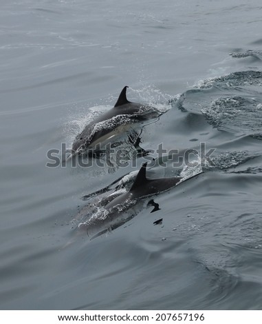 A pair of common dolphin ride a boat wake off the California coast