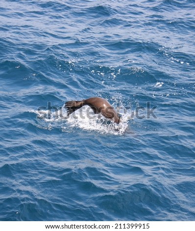 A single sea lion  jumps for the cameras off the  California coast.