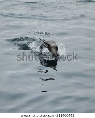 A sea lion jumps for the camera on the ocean