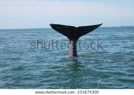 A diving gray whale brings up its  tail flukes in a lagoon in Baja Mexico