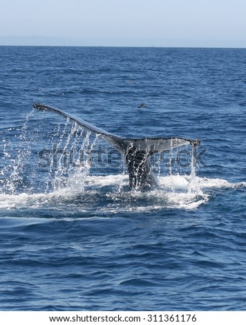 A Humpback whale brings up its tail flukes while diving