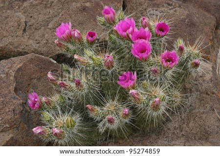 A blooming cactus sends its flowers seeking the sun in the desert of southern Baja, Mexico