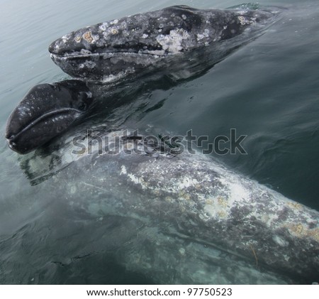 A baby Gray whale is sandwiched in between two adult females, making a very rare scene as they are solitary animals.