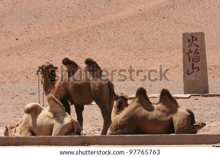 Chinese bactrian camels await tourist riders near the flaming cliffs, the hottest place in China