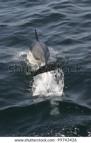 a common dolphin makes a crash dive in the Santa Barbara channel of California