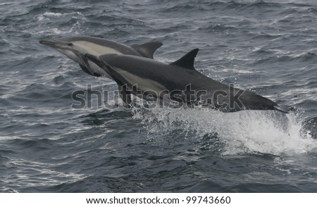 two common dolphin jump while chasing baitfish of the california coast