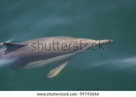 a common dolphin cruises just below the surface in front of my boat
