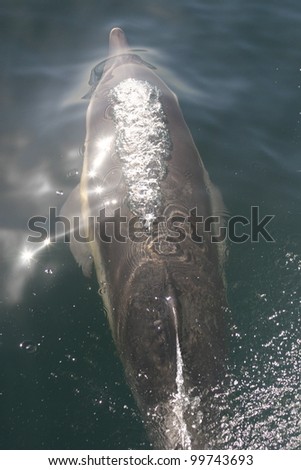 a common dolphin blows as it surfaces in front of my boat
