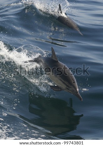 two common dolphin jump while  riding the wake of a boat