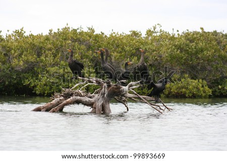 A group of crested Cormorants look for fish from their perch on a log in the mangroves of a bird sanctuary in Baja, Mexico