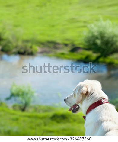 Dog watching its kingdom looking down from a hilltop - copy space