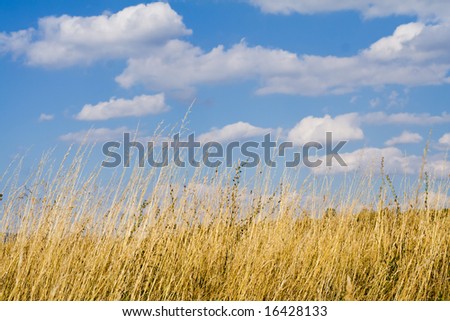 Dry yellow grass against cloudy summer sky