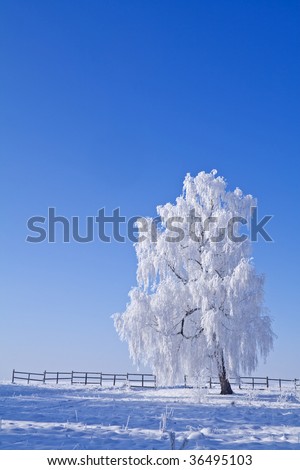 Lonely white frost covered tree against blue sky on a bright winter morning
