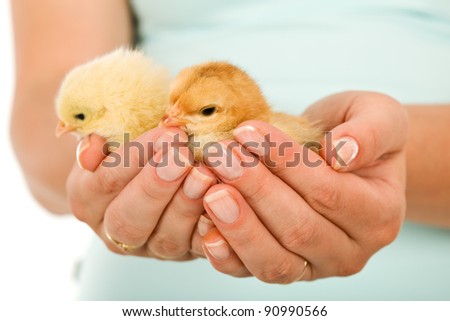 Spring chickens in woman hand - new life concept, closeup