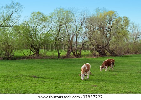 Cows grazing free on meadow - natural bio farming